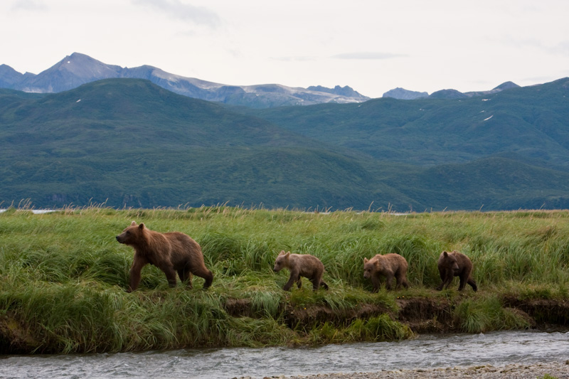 Grizzly Bear Sow And Cubs